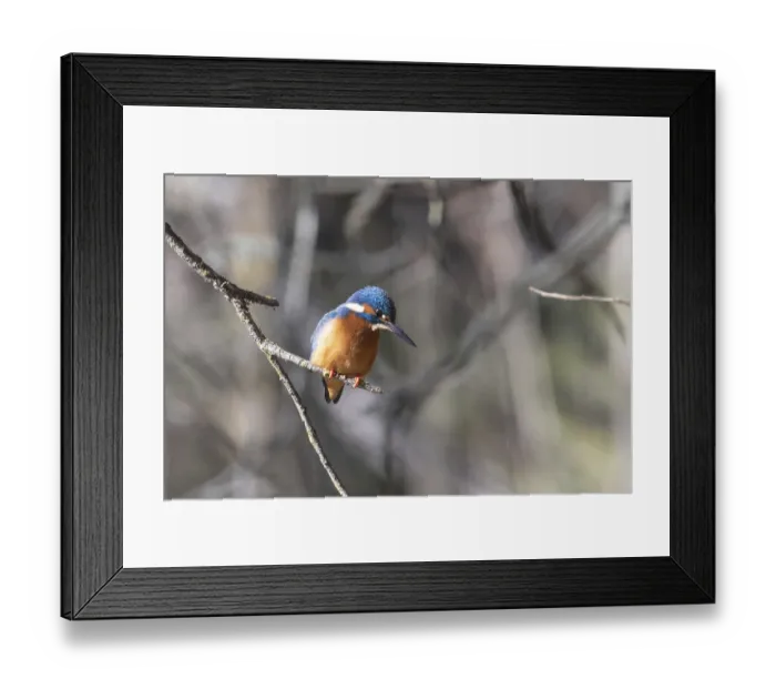 Framed Print : A vibrant kingfisher bird, distinguished by its bright blue and orange plumage