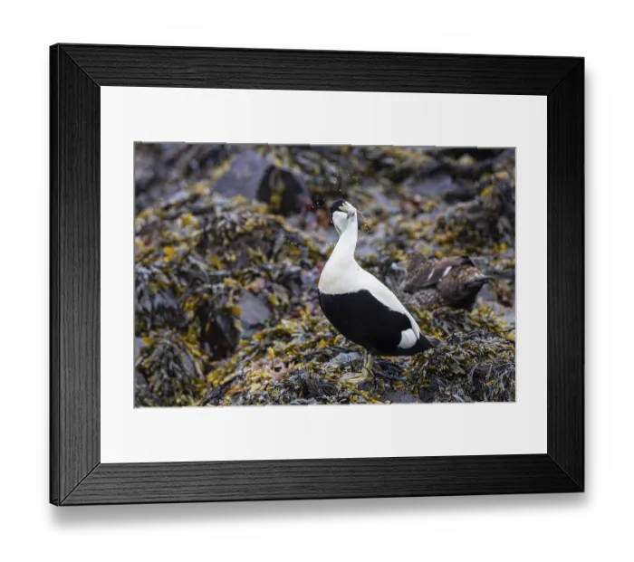 Framed Print : Eider duck (Somateria mollissima) Framed Print : Eider duck (Somateria mollissima)