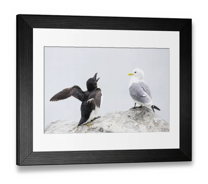 Framed Print : Razorbill (Alca torda) with open beak flapping its wings