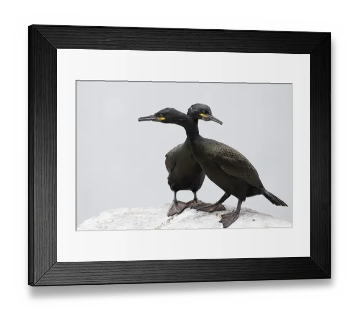 Framed Print : Cormorant (Gulosus aristotelis) Framed Print : Cormorant (Gulosus aristotelis)