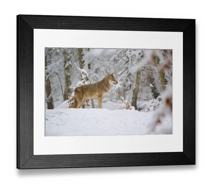 Framed Print : A wolf lying in the snow looking attentively into the distance Framed Print : A wolf lying in the snow looking attentively into the distance