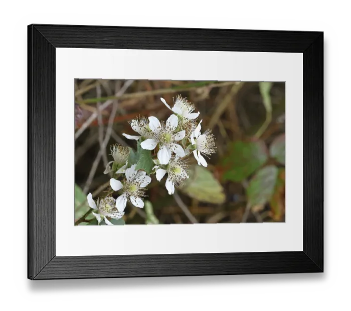 Framed Print : Blackberries (Rubus sectio Rubus)