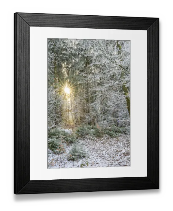 Framed Print : Mixed forest with norway spruce (Picea abies) and European beech (Fagus sylvatica) white from roarfrost Framed Print : Mixed forest with norway spruce (Picea abies) and European beech (Fagus sylvatica) white from roarfrost