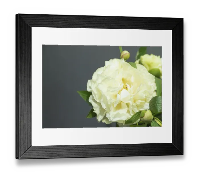 Framed Print : Beautiful yellow peony Sunny Girl flower Framed Print : Beautiful yellow peony Sunny Girl flower