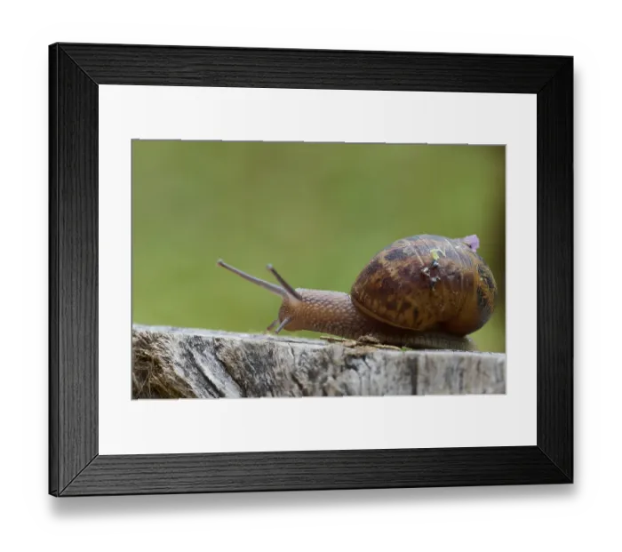 Framed Print : Close-up image of a snail with a brown shell moving on a rugged wooden surface