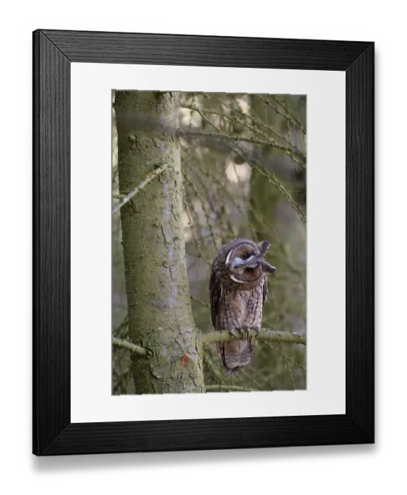 Framed Print : Long eared owl (Asio otus) adult bird on a pine tree branch in a woodland