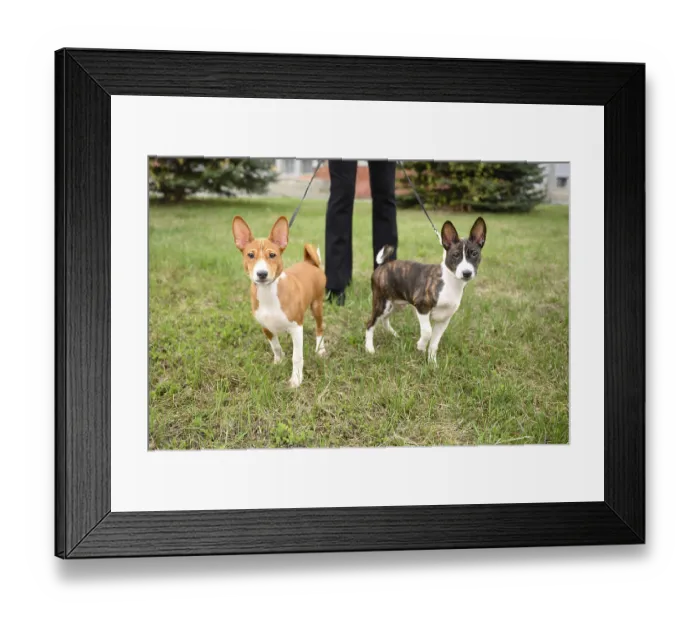 Framed Print : Small Basenji puppies enjoy a leisurely walk in the park with their owner