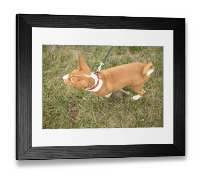 Framed Print : Small basenji puppy enjoy a delightful walk with his owner