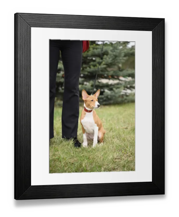 Framed Print : A adorable basenji puppy enjoy a fun outdoor walk with his owner