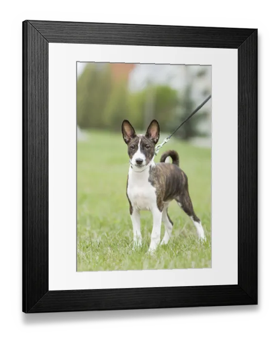 Framed Print : Small basenji puppy enjoy an outdoor walk with his owner Framed Print : Small basenji puppy enjoy an outdoor walk with his owner