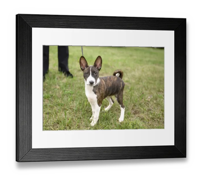Framed Print : A adorable Basenji puppy enjoy a walk with his owner in a lush