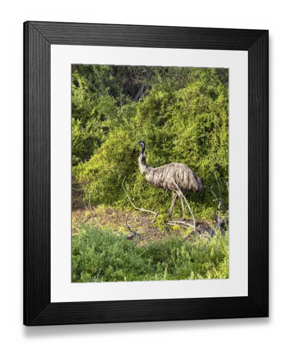 Framed Print : An emu gracefully wandering through vibrant green bushes
