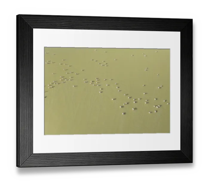 Framed Print : Overhead view of a flock of flamingos gracefully wading in the serene waters of Laguna Grande