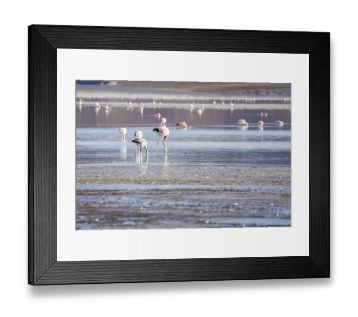 Framed Print : A stunning view of flamingos wading in the serene waters of Laguna Grande in Catamarca
