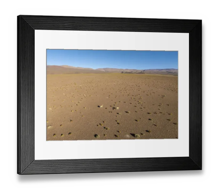 Framed Print : Two guanacos roam the expansive and arid landscapes of the Andean Highlands in La Puna