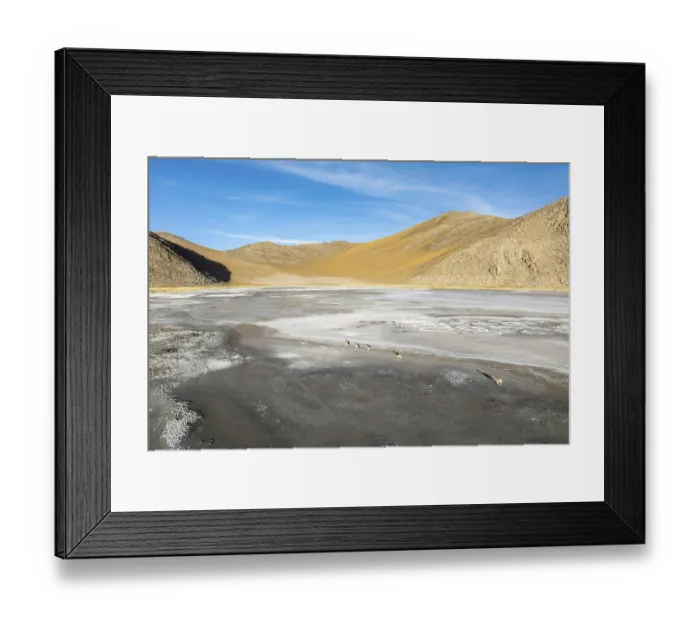 Framed Print : A small herd of guanacos roams across the vast Framed Print : A small herd of guanacos roams across the vast