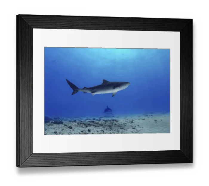 Framed Print : A majestic tiger shark swims gracefully above the sandy ocean floor in the Maldives Framed Print : A majestic tiger shark swims gracefully above the sandy ocean floor in the Maldives