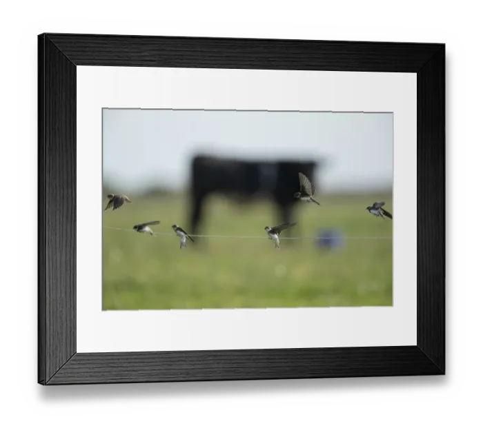 Framed Print : Sand martin (Riparia riparia) adult birds landing on a wire fence in summer Framed Print : Sand martin (Riparia riparia) adult birds landing on a wire fence in summer