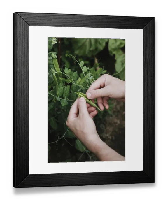 Framed Print : Close up of hands picking fresh green peas from a plant in a garden Framed Print : Close up of hands picking fresh green peas from a plant in a garden