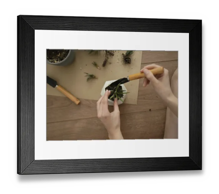 Framed Print : A person's hands plant a haworthia in a geometric pot using a small shovel