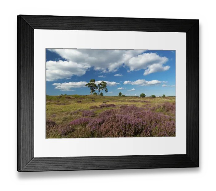 Framed Print : Flowering heather (Calluna vulgaris)