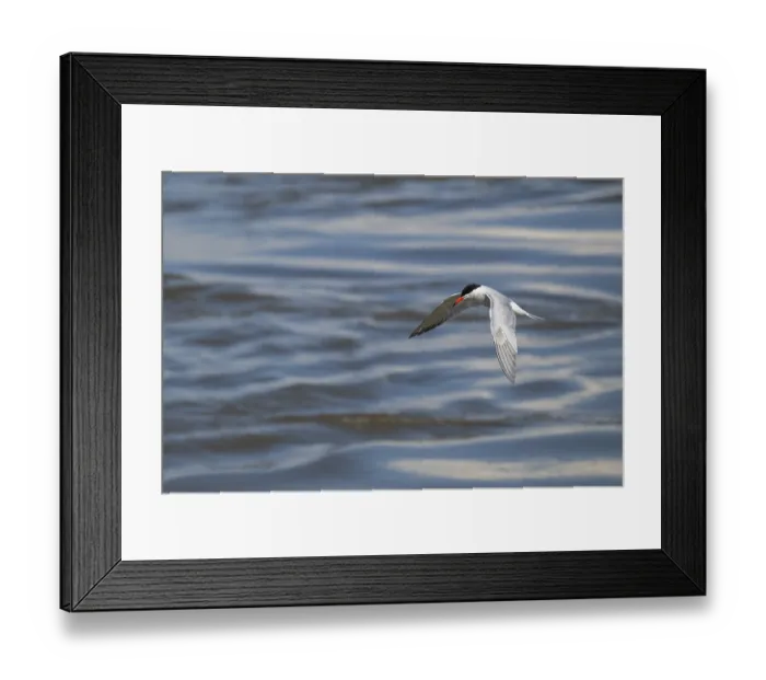 Framed Print : Arctic Arctic Tern (Sterna paradisea) in flight Framed Print : Arctic Arctic Tern (Sterna paradisea) in flight