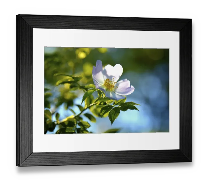 Framed Print : Flowering of the Dog rose (Rosa canina)