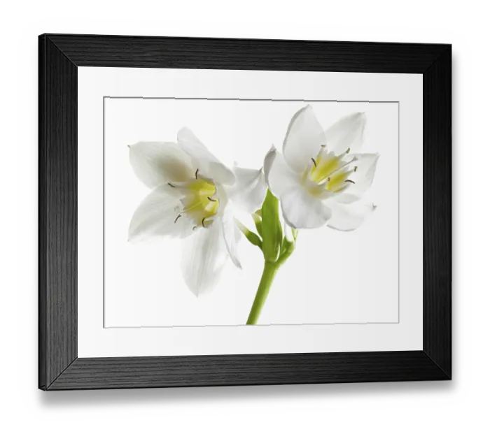 Framed Print : Amazon Lily (Eucharis grandiflora)
