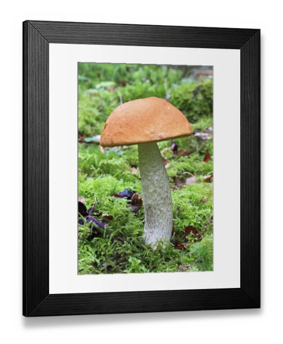 Framed Print : Birch Bolete (Leccinum scabrum), mushroom