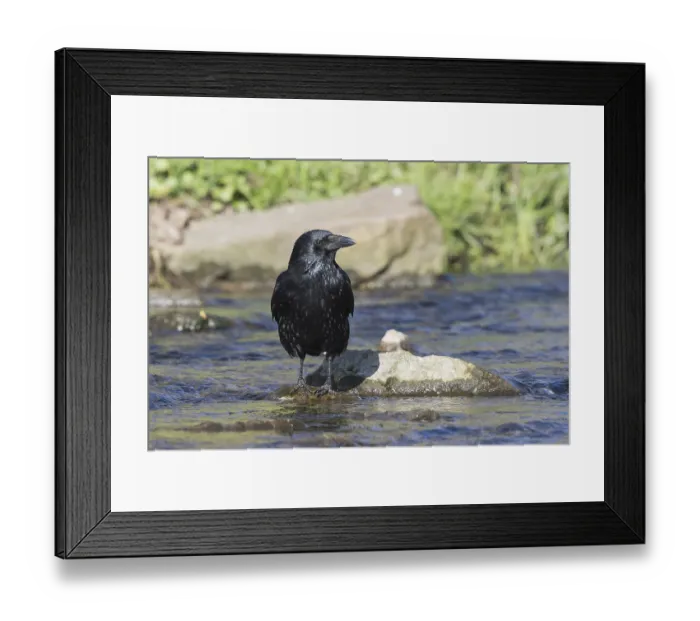 Framed Print : Carrion crow (Corvus corone) standing on stone in water