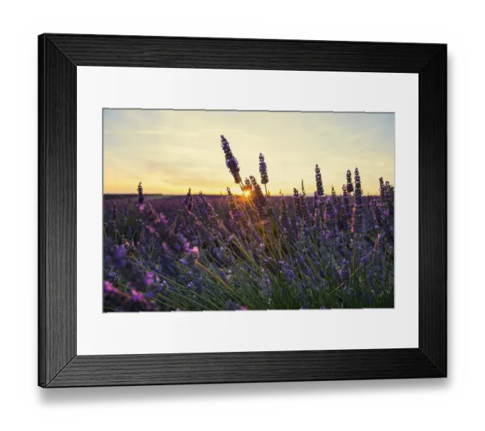 Framed Print : Blooming lavender field (Lavandula angustifolia) Framed Print : Blooming lavender field (Lavandula angustifolia)