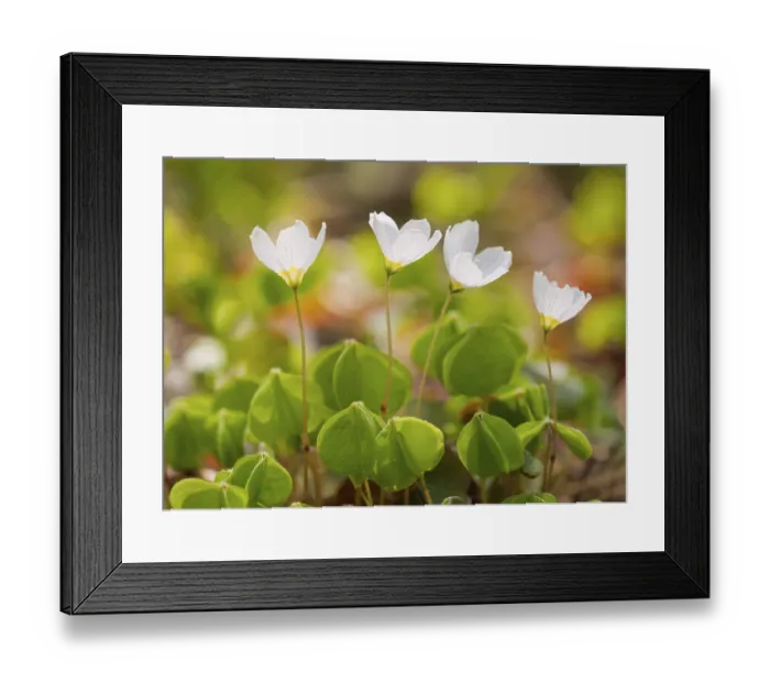 Framed Print : Wood Sorrel (Oxalis acetosella)