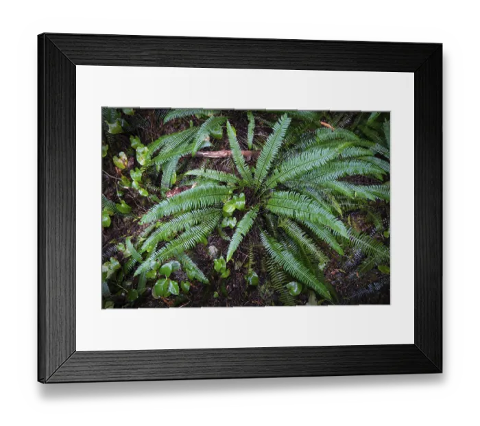 Framed Print : Hard-fern or deer fern (Blechnum spicant)