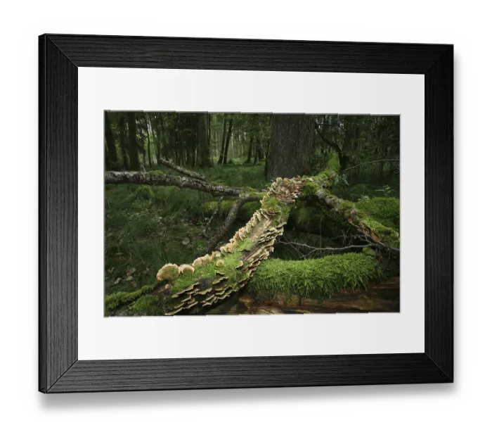 Framed Print : Deadwood covered in moss and fungi