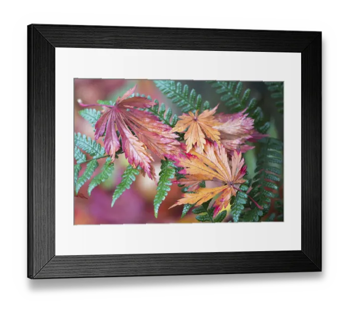 Framed Print : Colourful foliage, fullmoon maple (Acer japonicum) leaves on fern Framed Print : Colourful foliage, fullmoon maple (Acer japonicum) leaves on fern