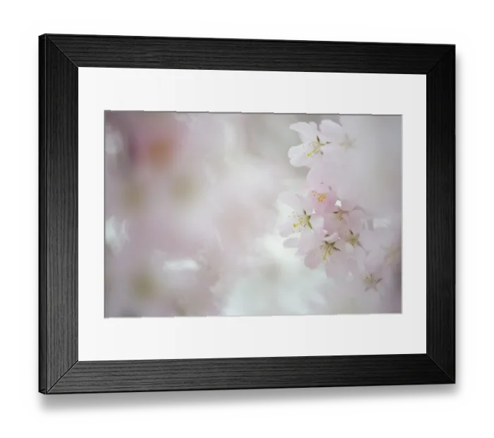 Framed Print : Pink flowers, Japanese Cherry (Prunus serrulata) Framed Print : Pink flowers, Japanese Cherry (Prunus serrulata)