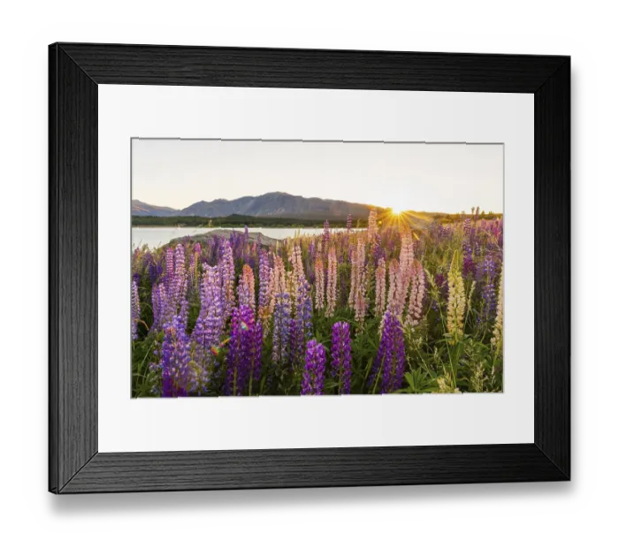 Framed Print : Sun shining through purple Large-leaved lupines (Lupinus polyphyllus)