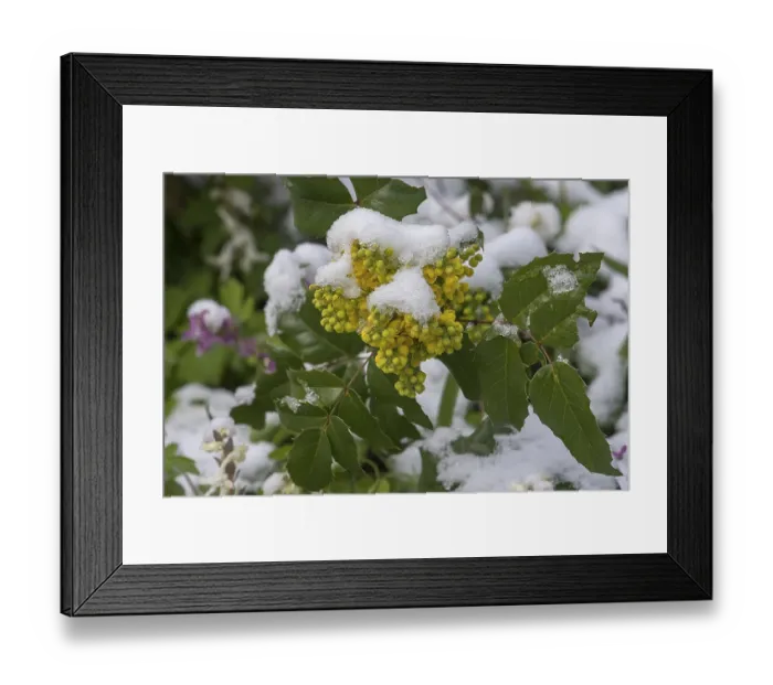 Framed Print : Holly (Ilex aquifolium), flower with snow