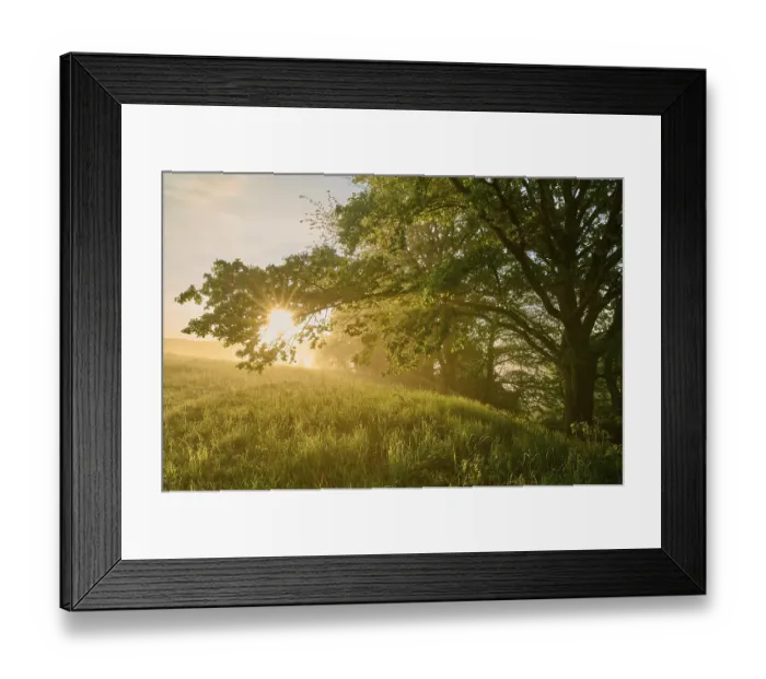 Framed Print : Oak, sunrise, fog, morning, spring