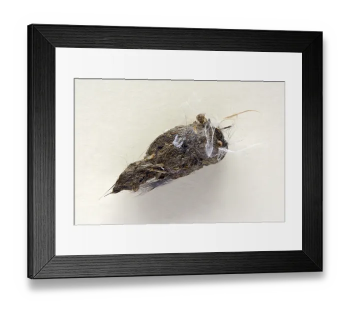 Framed Print : Pellet of a kestrel (Falco tinnunculus)