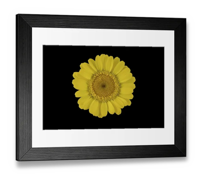 Framed Print : Golden marguerite (Anthemis tinctoria)