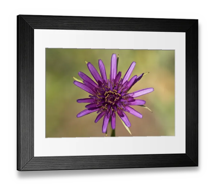 Framed Print : Purple Salsify, Oyster Plant (Tragopogon porrifolius) Framed Print : Purple Salsify, Oyster Plant (Tragopogon porrifolius)