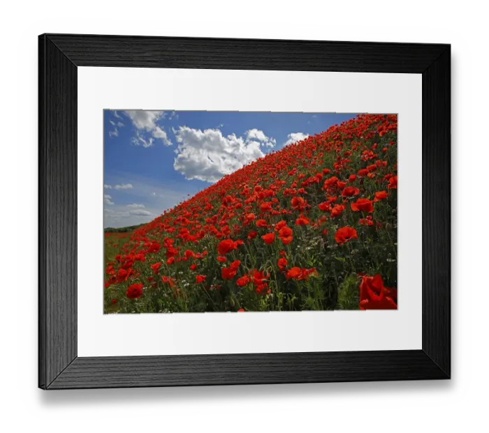 Framed Print : Corn poppy (Papaver rhoeas) on a slope Framed Print : Corn poppy (Papaver rhoeas) on a slope