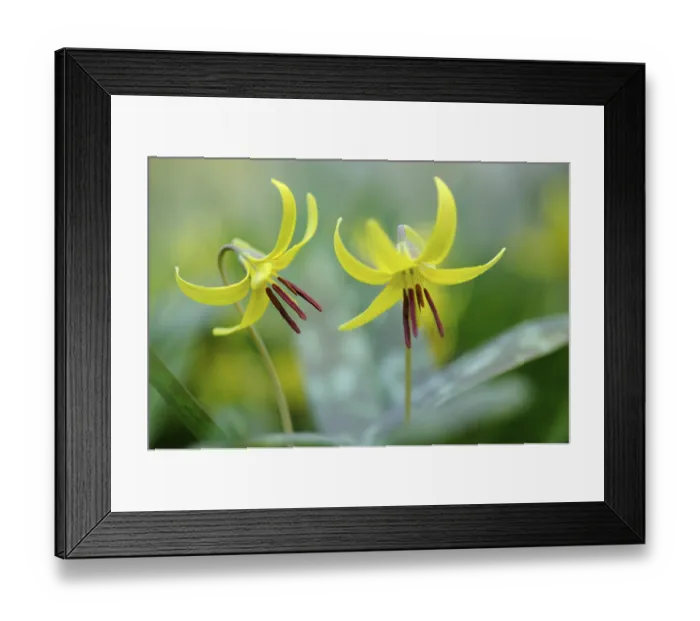 Framed Print : Yellow trout lily (Erythronium americanum) Framed Print : Yellow trout lily (Erythronium americanum)