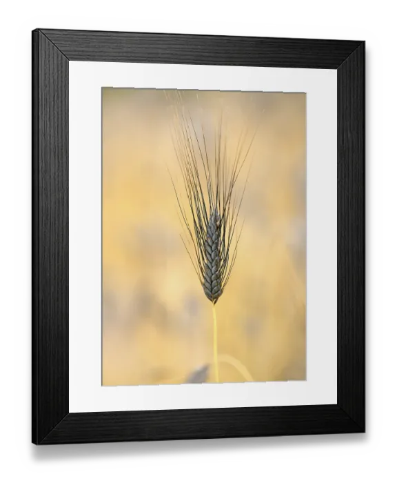 Framed Print : Black wheat ear Emmer Wheat (Triticum dicoccum)