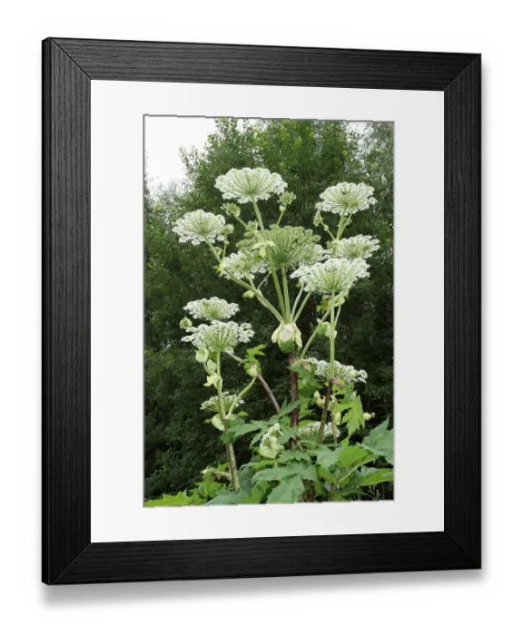 Framed Print : Giant hogweed or giant cow parsley (Heracleum mantegazzianum)