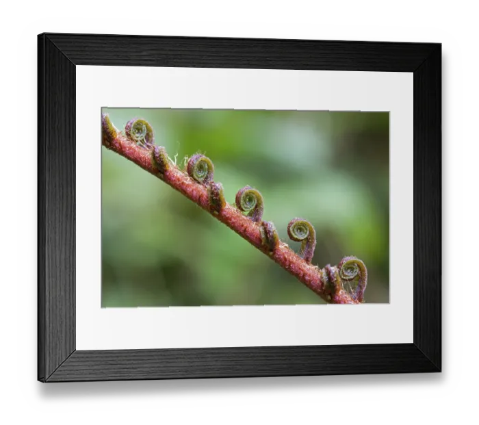 Framed Print : Fern frond unfurling, Tandayapa region