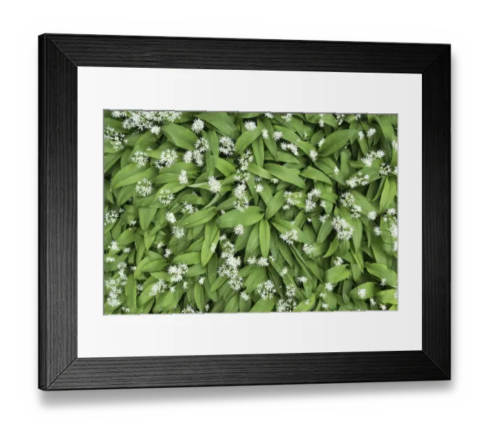 Framed Print : Wild garlic (Allium ursinum) with flowers Framed Print : Wild garlic (Allium ursinum) with flowers