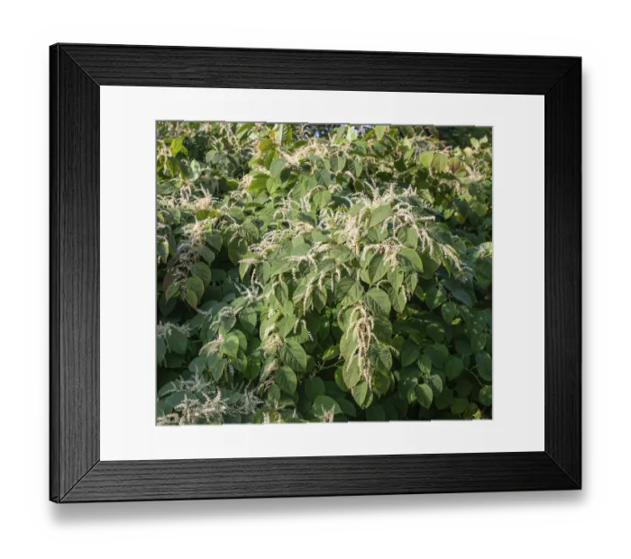 Framed Print : Flowering Japanese Knotweed (Fallopia Japonica)