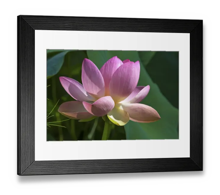 Framed Print : Indian lotus, also sacred lotus or bean of India (Nelumbo nucifera)